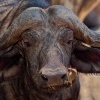 Buvol africky - Syncerus caffer - African Buffalo o4291